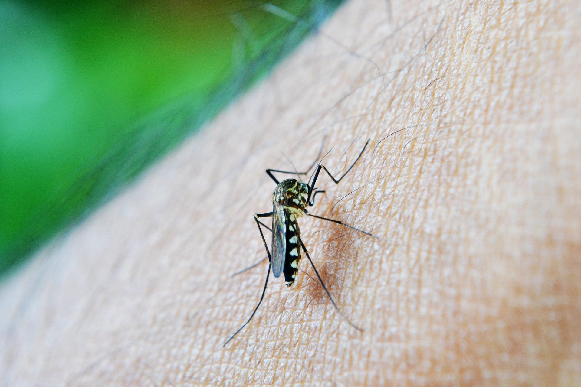 Moustique sur Brue-Auriac